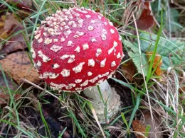 Kiesgrube Brockhagen-1