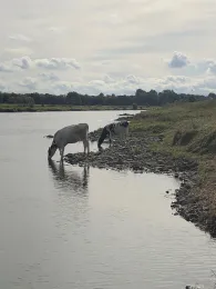 Weser (Petershagen)-2