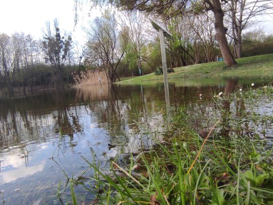 Gartensee (ASV Maintal)-1