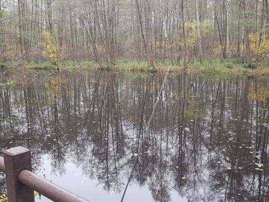 Torfstiche Birkenwerder-1