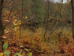 Torfstiche Birkenwerder