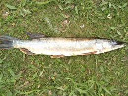 Mittellandkanal (Wunstorf)