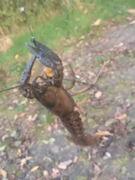 Großer See (Harnekop)-3