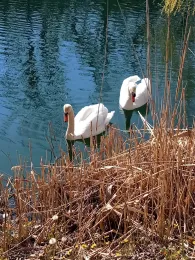 Großer Richard (Sandersdorf)-4