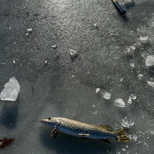 Städtischer Kiesweiher Kemnath-1