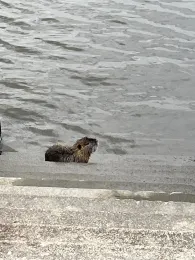 Norderelbe (Hamburg-Süd)