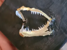 Forellenhof Niedersalbach-1