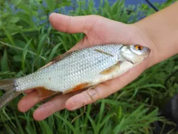 Gehren/Parkteich Sonnewalde-1