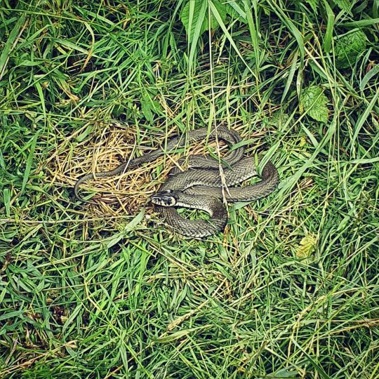 Mangfall (Feldkirchen-Westerham)-4