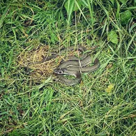 Mangfall (Feldkirchen-Westerham)-4