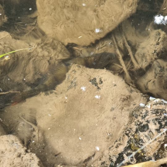 Innerste (Hildesheim)-4