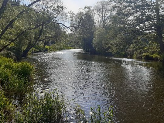 Regen (Reichenbach)-2