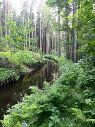 Entenaubach (Hochbruck)