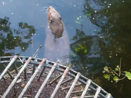 Hohenzollernkanal (Berlin-Tegel)-4