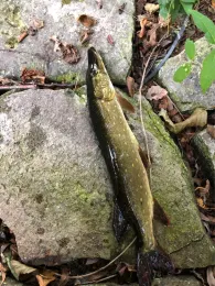 Hohenzollernkanal (Berlin-Tegel)-2