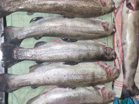 Angelpark Molzmühle (Wegberg)-1