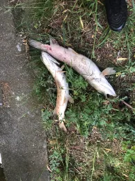 Springpfuhl (Berlin)-1