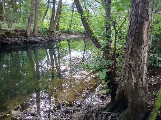 Kleine Roth (Eckersmühlen)-4