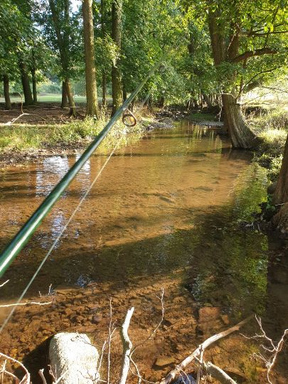 Wilde Sau (Gauernitz)-3