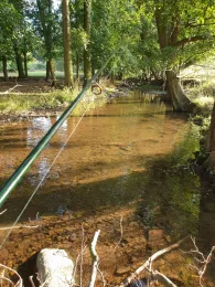 Wilde Sau (Gauernitz)-3