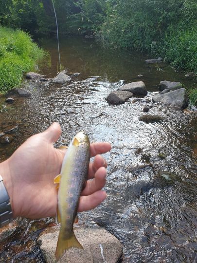 Wilde Sau (Gauernitz)-4