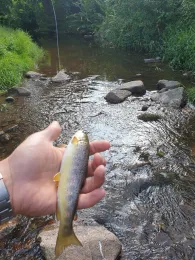 Wilde Sau (Gauernitz)-4