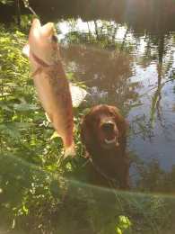 Wilde Sau (Gauernitz)-1