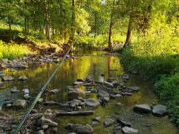 Wilde Sau (Gauernitz)