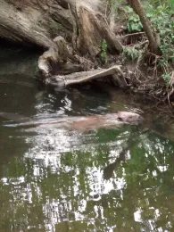 Eschbach (Frankfurt-Harheim)-1