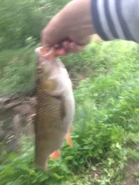 Eschbach (Frankfurt-Harheim)-2