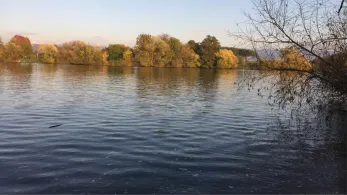 Neckar (Edingen-Neckarhausen)-2