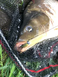 Neckar (Edingen-Neckarhausen)-1