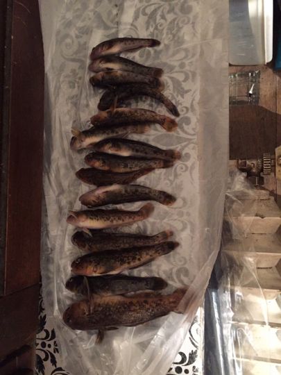 Neckar (Edingen-Neckarhausen)-3