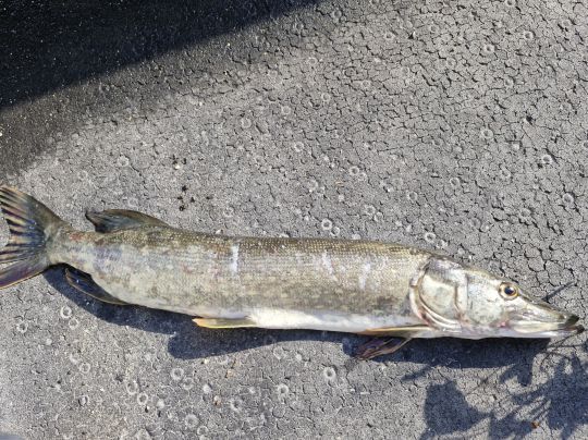 Inn (Wasserburg am Inn)-3