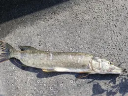 Inn (Wasserburg am Inn)-3