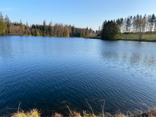 Hasenbacher Teich ALLE ANGELN