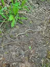 Stichkanal Lägerdorf