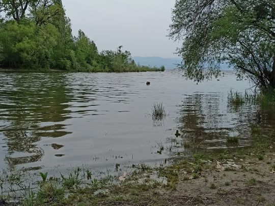 Bodensee (Langenargen)-3