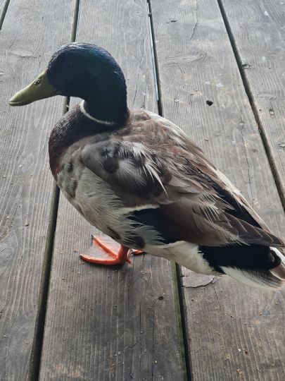 Hartsee (Eggstätt)-2