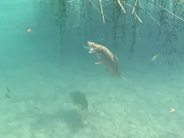 Niederrimsinger Baggersee