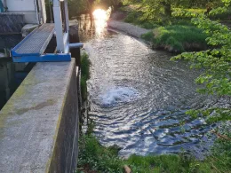 Zusam (Reischenau)-1