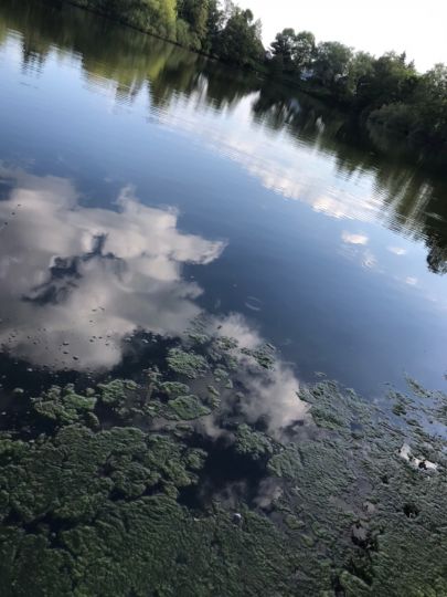 Schwanensee (Peine)