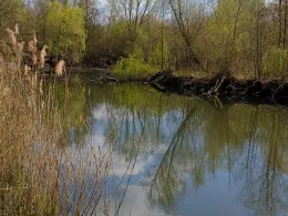 Teiche am Wasserwerk Sietzsch-1