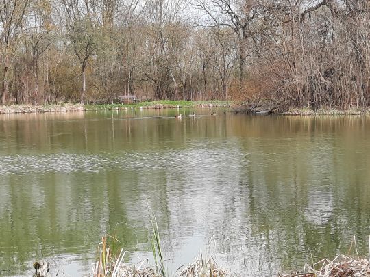 Böhmenteich (Bad Langensalza)-2