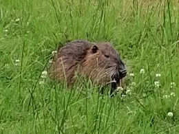 Bever (Bremervörde)-3