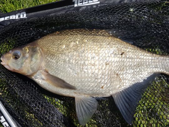 Bever (Bremervörde)-2