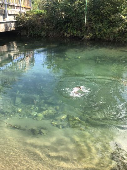 Grundbach (Fischen)-2