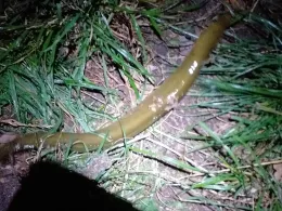 Maas (Maasmechelen)-1