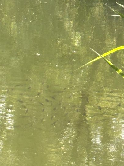 Plockhorster Kiessee-1