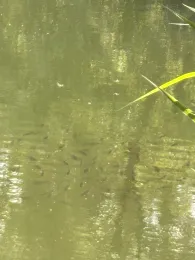 Plockhorster Kiessee-1